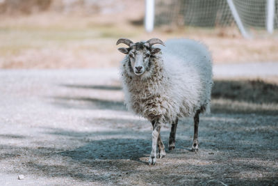 Sheep standing on field