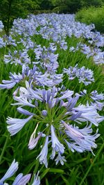 Close-up of white flowers blooming in field