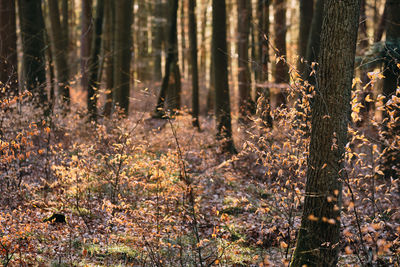 Trees growing on field in forest