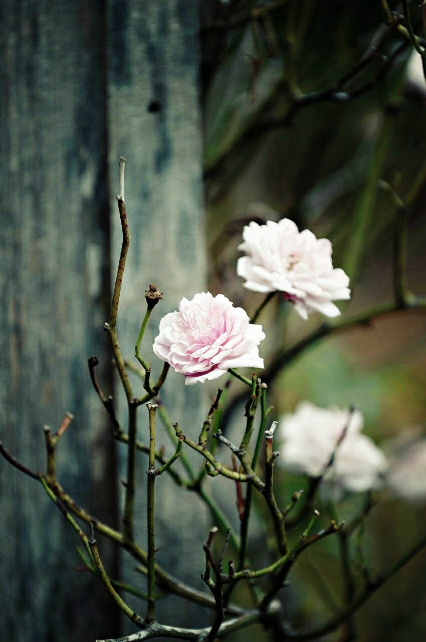 flower, growth, freshness, fragility, branch, focus on foreground, petal, close-up, beauty in nature, nature, blossom, stem, twig, tree, plant, blooming, flower head, white color, in bloom, pink color