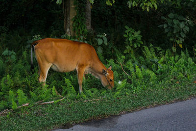 Side view of cow on farm