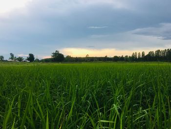 Scenic view of agricultural field against sky