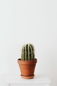 Close-up of potted cactus plant against white background