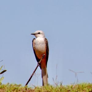 Low angle view of bird perching on grass against sky