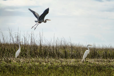 Bird flying against sky