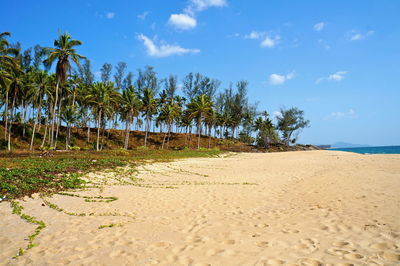 Scenic view of palm trees on beach against sky