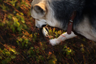 Close-up of a dog on field