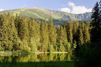 Scenic view of lake in forest