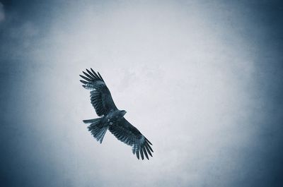 Low angle view of birds flying in sky
