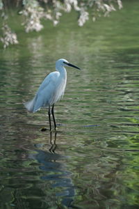 View of heron in lake