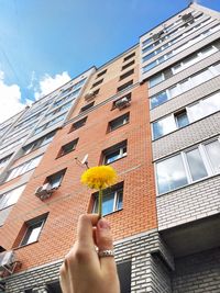 Low angle view of person hand holding flower