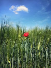 Red poppy growing in wheat field against sky