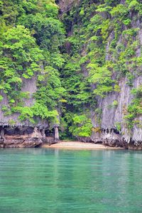 Scenic view of sea against trees