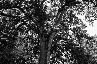 Low angle view of trees in forest