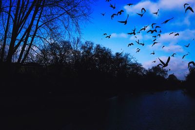 Silhouette birds flying over trees against sky during sunset