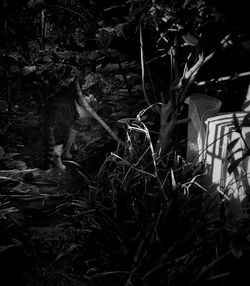 Horse in farm at night