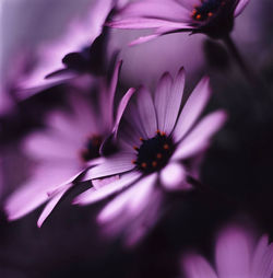 Close-up of pink flowers growing on field