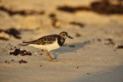 View of bird on beach