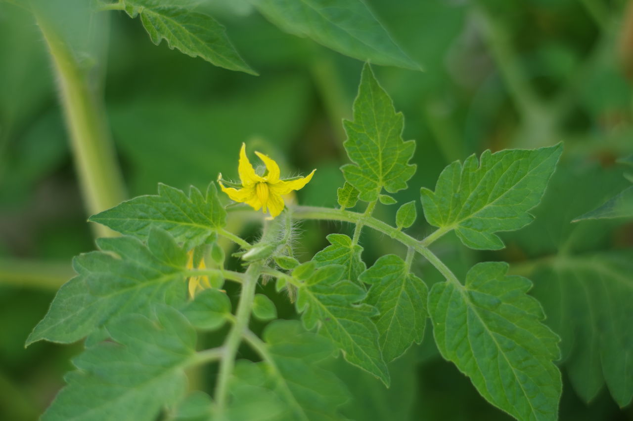 CLOSE-UP OF GREEN LEAVES