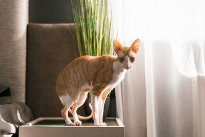 Red haired white cat cornish rex on the bedside table in the bedroom