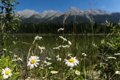 Close-up of white flowering plants on field