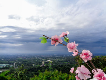 Close-up of pink cherry blossoms against sky