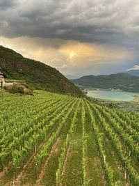 Scenic view of vineyard against sky