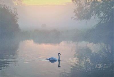 Swan swimming in lake against sky