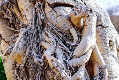 Close-up of tree trunk