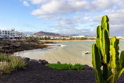 The coastline of costa teguise on canary island lanzarote, spain with cactus in the foreground