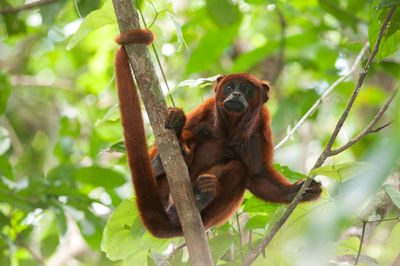 Low angle view of monkey on tree