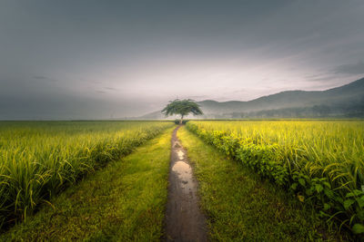 Scenic view of agricultural field against sky