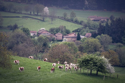 Scenic view of agricultural field by houses and trees