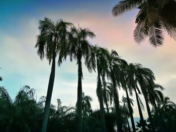 Low angle view of coconut palm trees against sky