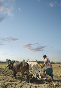 Horses on field against sky