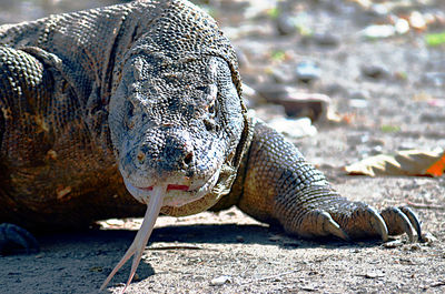 Close-up of lizard on land