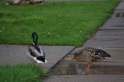 Birds on grass