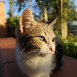 Close-up of cat looking away