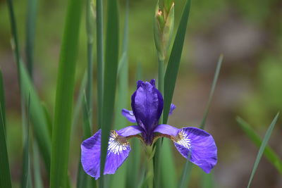 Close-up of purple iris flower