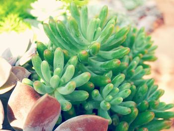 High angle view of cactus growing outdoors