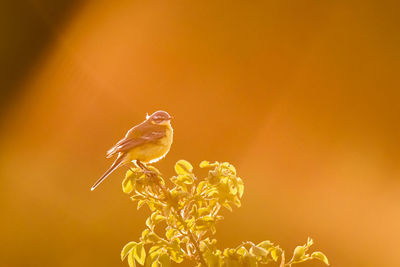 A beautiful bird during sunset backlit by the sun
