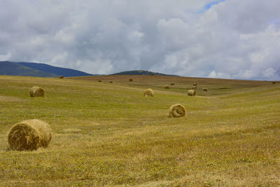 Hay bales in a field