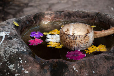 Close-up of flowers on rock