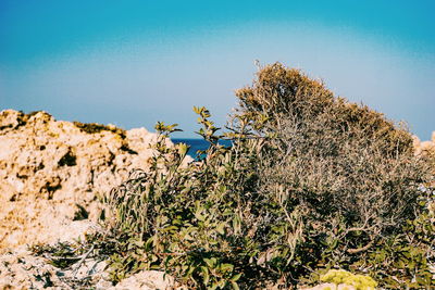 Low angle view of flowering plants against clear sky