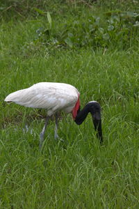 View of a bird on field