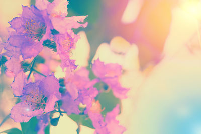 Close-up of pink flowers blooming outdoors