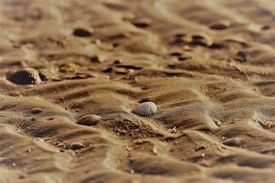 Close-up of crab on sand at beach