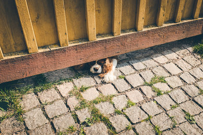 View of dog underneath fence