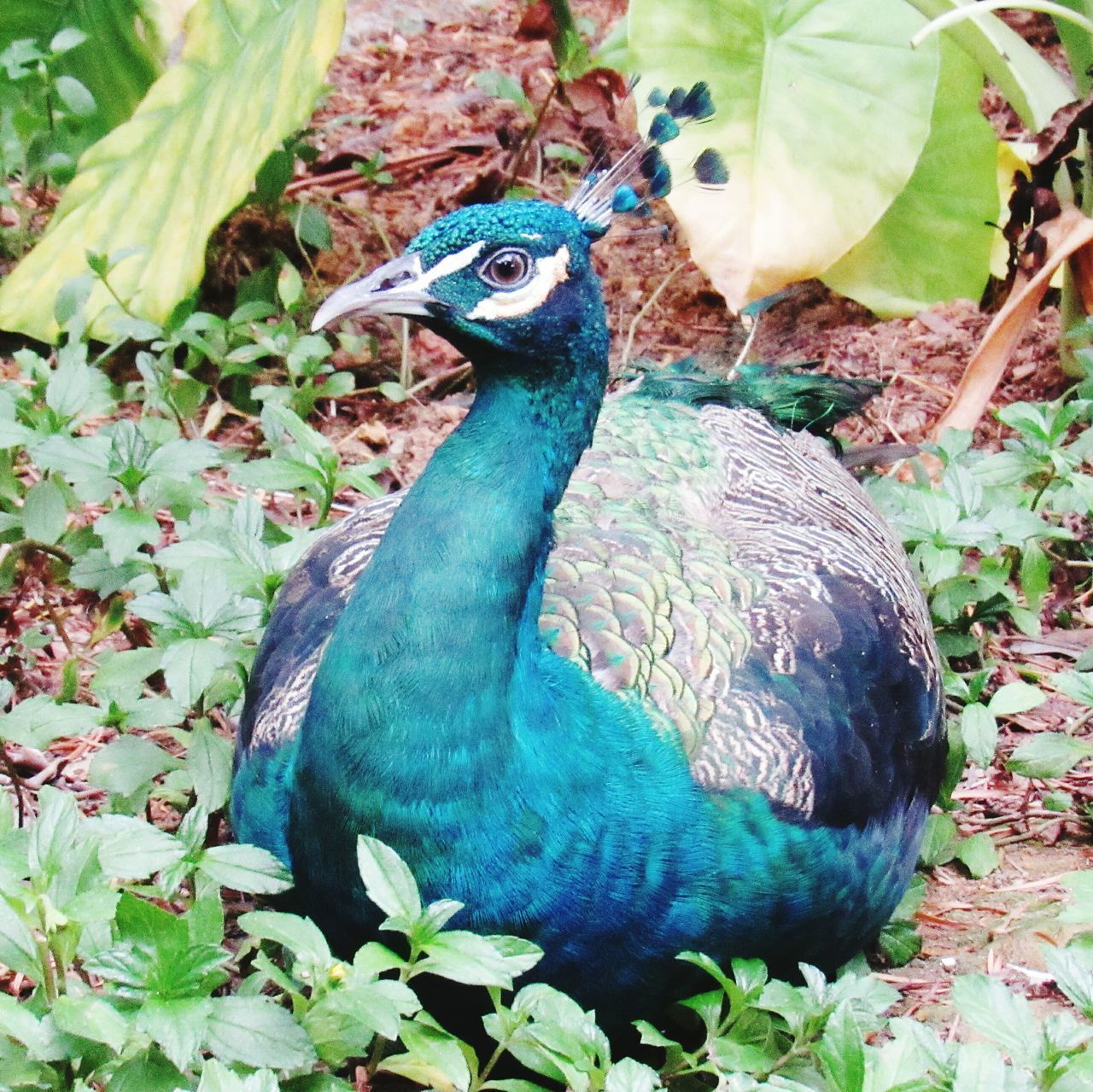 CLOSE-UP OF DUCK ON FIELD