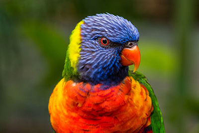 Close-up of parrot perching on leaf